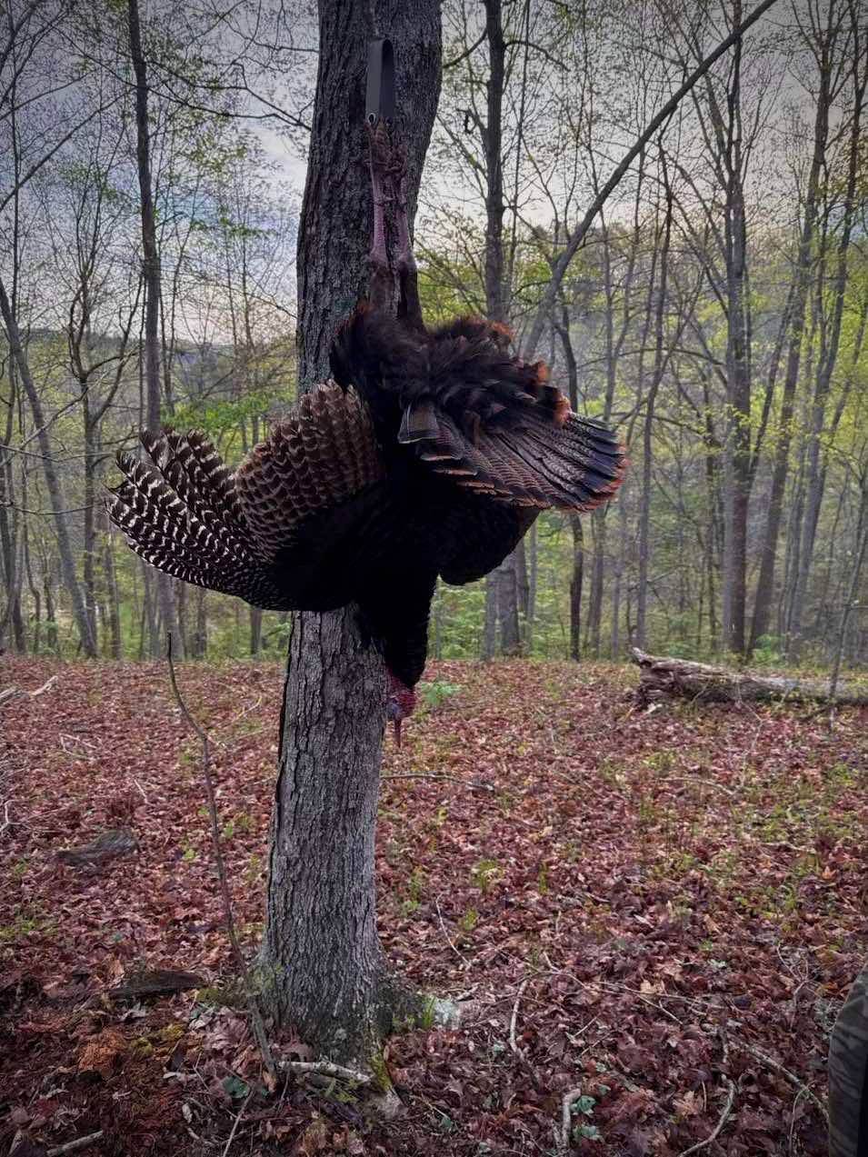 Elite Series Turkey Tote